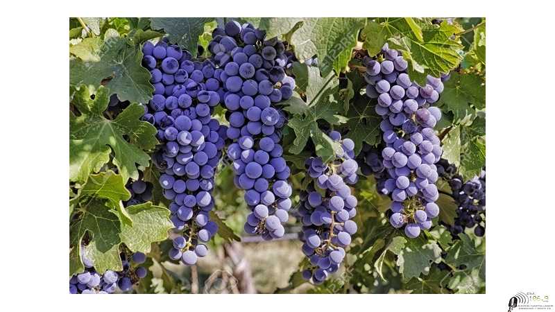 Ruben Pirola acompañé la presentación del Plan de Desarrollo Vitivinícola en Finca Campo Alto, Humboldt ( ver Video