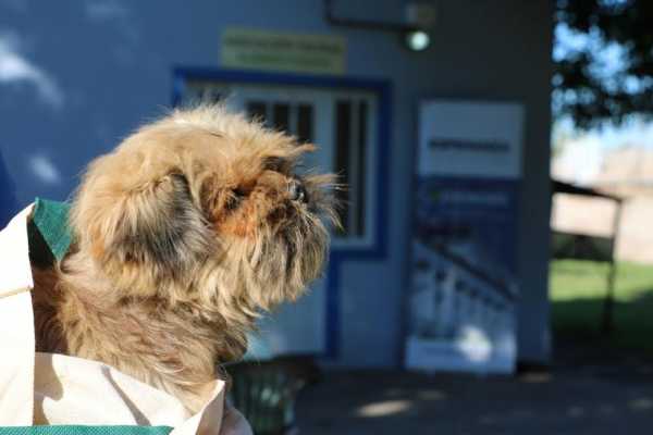 Castraciones gratuitas Gobierno de la Ciudad de Esperanza continúa su intenso trabajo en favor de la sanidad animal en la ciudad
