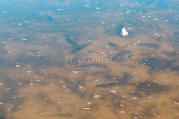 El Ministerio de Medio Ambiente ya actúa Preocupación por peces muertos en Romang