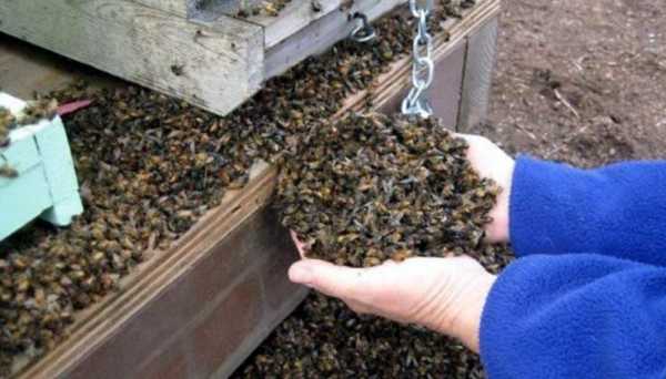 Conmoción en Córdoba por la muerte repentina de 72 millones de abejas