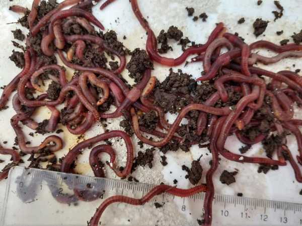 Núcleo de lombrices californianas para tratamiento de residuos orgánicos domiciliarios de FERTIFULL HUMBOLDT (VER VIDEO Y FOTOS)