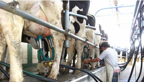 LECHE Las ventas de productos elaborados cayeron 12% en góndola y la industría compró un 9,1% menos de litros de leche, según el Observatorio de la Cadena Láctea.