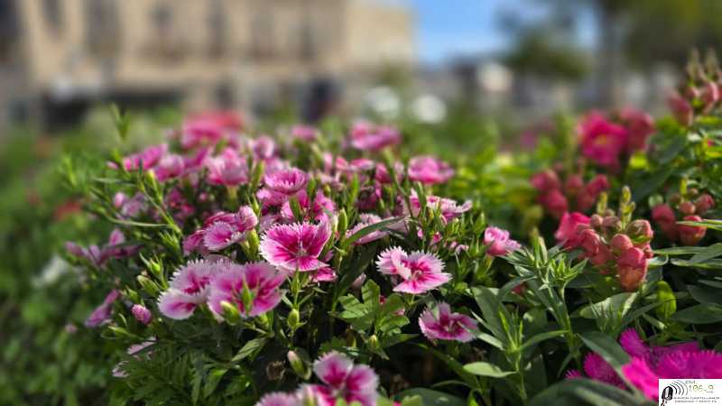 Esperanza Verde: la municipalidad embellece espacios públicos con plantas de producción propia