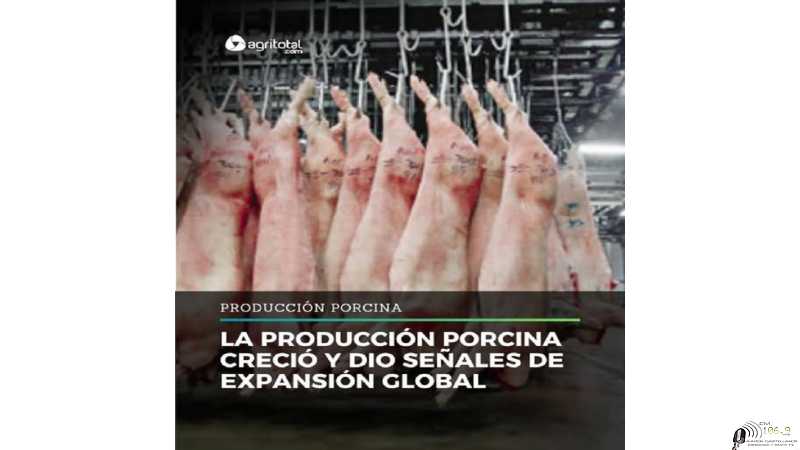 La producción porcina creció y dio señales de expansión global.