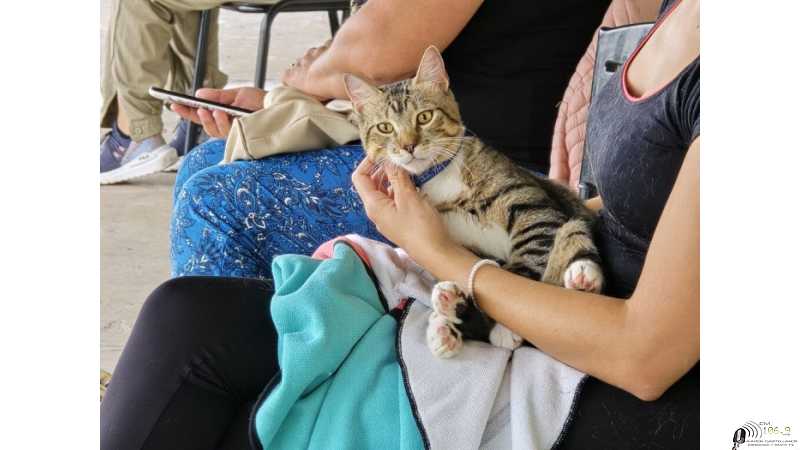 El municipio continúa realizando castraciones gratuitas de perros y gatos