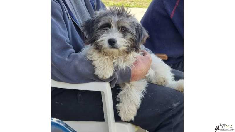 ¿Estas pensando en castrar tu perro o gato? En el Ex-ferrocarril se realizan esterelizaciones gratuitas